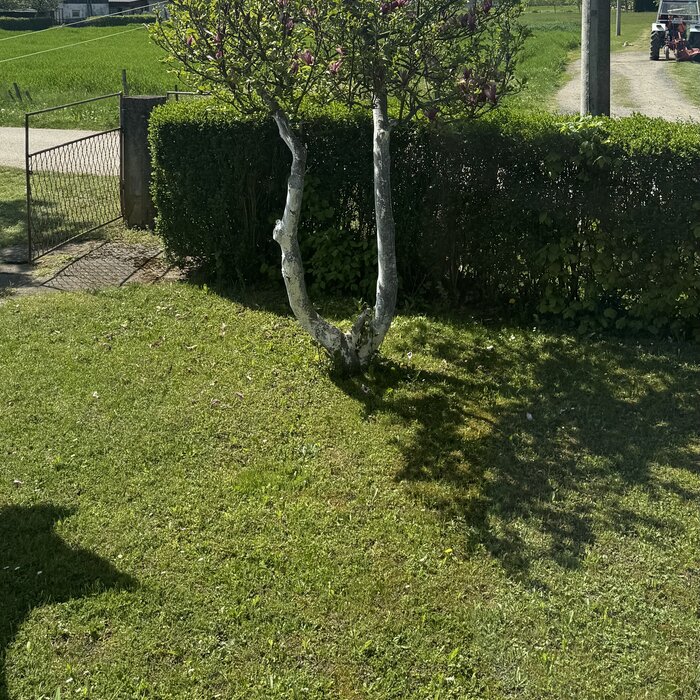 Dvorište